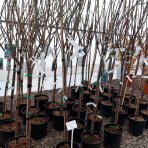 Figovník jedlý (Ficus Carica) ´BROGIOTTO NERO´ - výška 220-250 cm, obvod kmeňa 6/8 cm, kont. C10L (-16°C) 